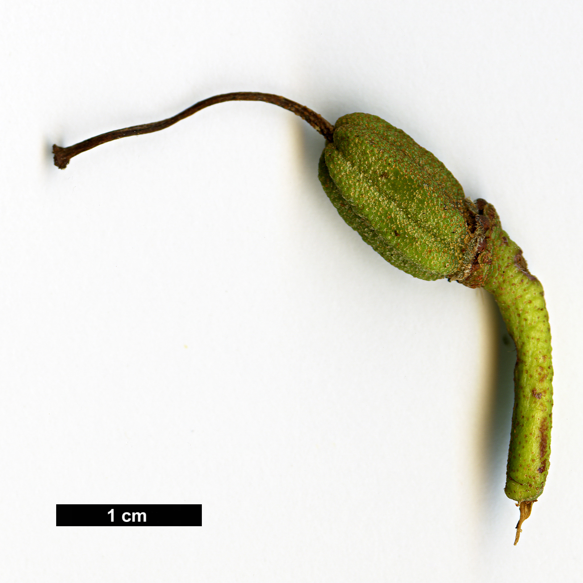 High resolution image: Family: Ericaceae - Genus: Rhododendron - Taxon: chrysodoron High resolution image: Family: Ericaceae - Genus: Rhododendron - Taxon: chrysodoron